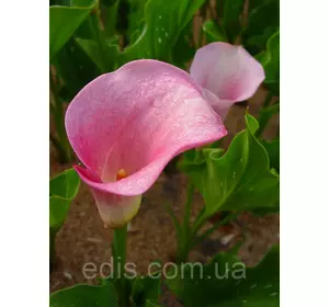 Калла Slow (Слоу) 1 бульба Калла Slow (Слоу) 1 бульба