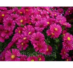 Айстра багаторічна чагарникова Jenny (сентябринка) у контейнері Айстра багаторічна чагарникова Jenny (сентябринка) у контейнері