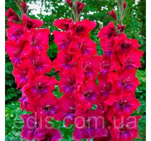 Гладіолус Union Jack 3 шт./уп., великоквітковий Гладіолус Union Jack 3 шт./уп., великоквітковий