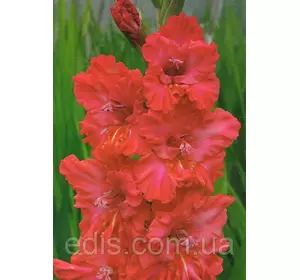 Гладіолус гофрований Fire Frizzle 3 шт./уп. Гладіолус гофрований Fire Frizzle 3 шт./уп.