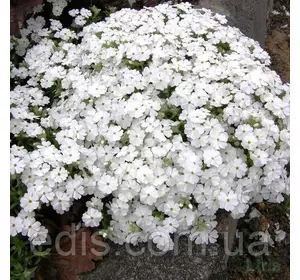 Флокс шилоподібний Maischnee (Травневий сніг) білий Флокс шилоподібний Maischnee (Травневий сніг) білий