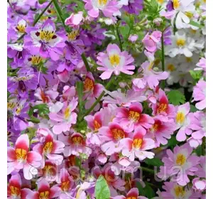 Шизантус (Схізантус) Монарх суміш, насіння Яскрава 0.3 г Шизантус (Схізантус) Монарх суміш, насіння Яскрава 0.3 г