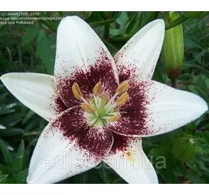 Лілія азіатська Pixels White (Пікселс Уайт) 1 цибулина 12/14 Лілія азіатська Pixels White (Пікселс Уайт) 1 цибулина 12/14