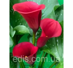 Калла Majestic Red (Маджестік Ред) 1 бульба 12/14 Калла Majestic Red (Маджестік Ред) 1 бульба 12/14