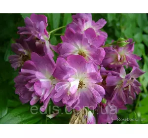 Троянда в'юнка Вейченблау (Veilchenblau) Троянда в'юнка Вейченблау (Veilchenblau)