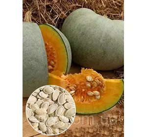 Гарбуз Волзький сірий 100 г, вагове насіння, Яскрава Гарбуз Волзький сірий 100 г, вагове насіння, Яскрава