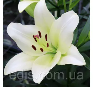 Лілія LA гібрид Lemon Star (Лемон Стар) 1 цибулина 12/14 Лілія LA гібрид Lemon Star (Лемон Стар) 1 цибулина 12/14