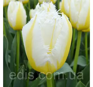 Тюльпан оторочений Lemon Beauty (Лемон Б'юті) оторочений 3 цибулини Тюльпан оторочений Lemon Beauty (Лемон Б'юті) оторочений 3 цибулини