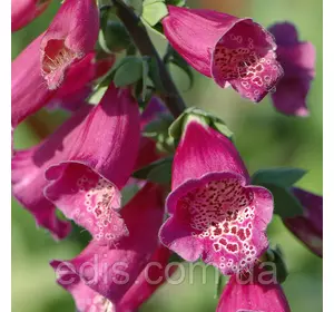 Дигіталіс (Наперстянка) Virtuoso Red Дигіталіс (Наперстянка) Virtuoso Red