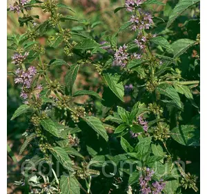 М'ята Лугова, саджанець М'ята Лугова, саджанець