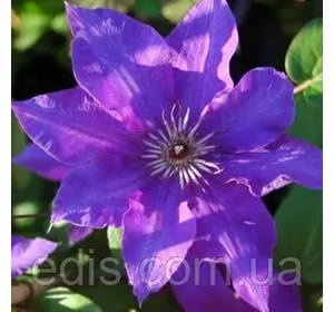 Клематис The President (Президент) Клематис The President (Президент)