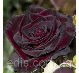 Троянда в'юнка Чорна Королева (Black Queen) Троянда в'юнка Чорна Королева (Black Queen)