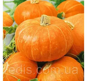 Гарбуз Цукерка 1 г., семена ТМ Яскрава Гарбуз Цукерка 1 г., семена ТМ Яскрава