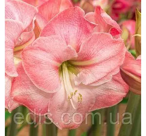 Гіппеаструм простий Caprice (Каприз) в горщику Гіппеаструм простий Caprice (Каприз) в горщику