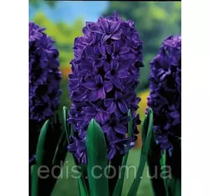 Гіацинт Peter Stuyvesant 1 цибулина (калібр 18/19 - дуже великий) Гіацинт Peter Stuyvesant 1 цибулина (калібр 18/19 - дуже великий)