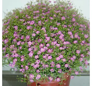 Гіпсофіла jоднорічна рожева 1 г, насіння, Яскрава