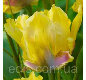 Тюльпан папуговий Yellow Lizard (Єллоу Лизад) 3 шт/уп Тюльпан папуговий Yellow Lizard (Єллоу Лизад) 3 шт/уп