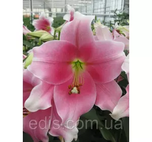 Лілія LO гібрид Prince Promise (Прінс Проміс) 1 цибулина 12/14 Лілія LO гібрид Prince Promise (Прінс Проміс) 1 цибулина 12/14