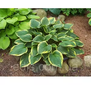 Хоста Fortunei Aureomarginata (Форчуна Ауреомарджината) кореневище Хоста Fortunei Aureomarginata (Форчуна Ауреомарджината) кореневище