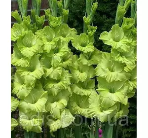 Гладіолус Green Star 8/10 3 цибулини Гладіолус Green Star 8/10 3 цибулини