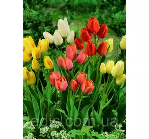 Тюльпан Мультифлора суміш 50 шт/уп. Тюльпан Мультифлора суміш 50 шт/уп.