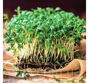 Мікрозелень Льон, органічне насіння для вирощування мікрозелені, Яскрава, 30 г Мікрозелень Льон, органічне насіння для вирощування мікрозелені, Яскрава, 30 г