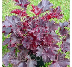 Гейхера Melting Fire Гейхера Melting Fire