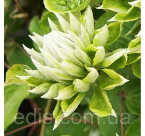 Клематис Green Passion (Грін Пэшн), Р14 Клематис Green Passion (Грін Пэшн), Р14