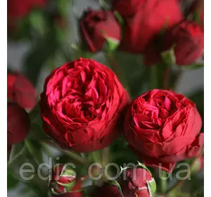 Троянда Спрей Piano (Піано) Троянда Спрей Piano (Піано)