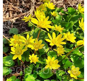 Чистяк весняний (лютик-пшінка) Чистяк весняний (лютик-пшінка)