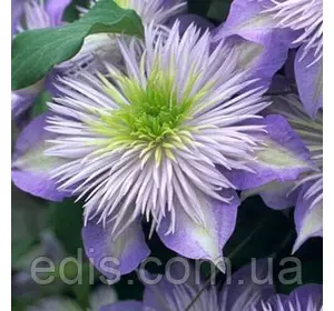 Клематис Crystal Fountain (Крістал Фэунтин) Клематис Crystal Fountain (Крістал Фэунтин)