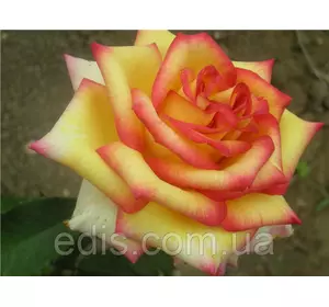 Троянда Амбіанс (Ambiance) чайно-гібридна Троянда Амбіанс (Ambiance) чайно-гібридна