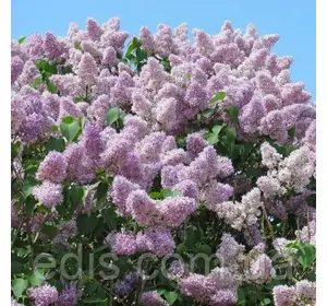 Бузок Угорський у контейнері Бузок Угорський у контейнері