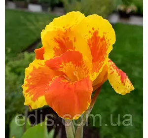 Канна низькоросла Mr.Crozy Канна низькоросла Mr.Crozy