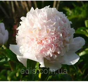 Півонія Top Brass (Топ Бресс) кореневище Півонія Top Brass (Топ Бресс) кореневище