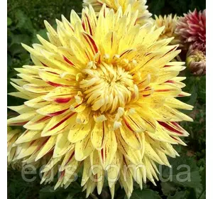 Жоржина декоративна Cambridge Жоржина декоративна Cambridge