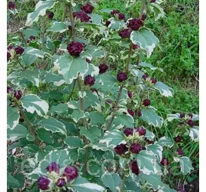 Гібіскус Purpureus Variegatus у контейнері Гібіскус Purpureus Variegatus у контейнері