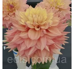 Георгина гигантская Jessy Георгина гигантская Jessy