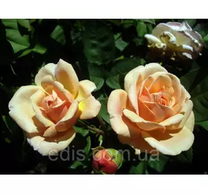 Троянда Леандр (Leander) чайно-гібридна Троянда Леандр (Leander) чайно-гібридна