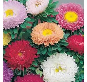 Айстра Мацумото суміш 0,3 г насіння Яскрава Айстра Мацумото суміш 0,3 г насіння Яскрава