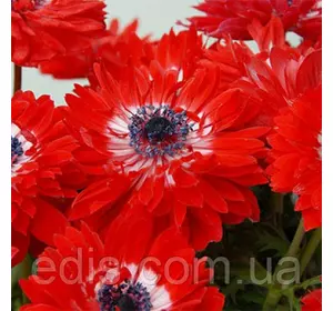 Анемона корончаста махрова The Governor (Говена) 5 бульб/уп. Анемона корончаста махрова The Governor (Говена) 5 бульб/уп.