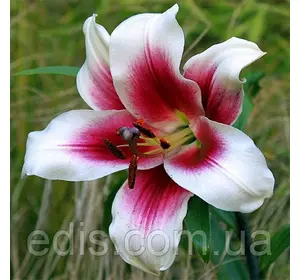 Лілія гігант Friso 1 цибулина 14/16 Лілія гігант Friso 1 цибулина 14/16