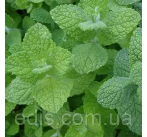 М'ята круглолиста Яблучна, саджанець Р9 М'ята круглолиста Яблучна, саджанець Р9