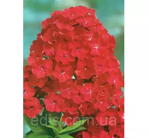 Флокс волотистий Starfire (Старфайер) кореневище Флокс волотистий Starfire (Старфайер) кореневище