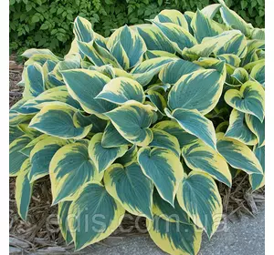 Хоста First Frost кореневище Хоста First Frost кореневище