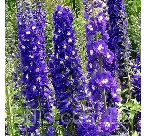 Дельфініум King Arthur (Король Артур), багаторічник, 0,1 г, насіння Яскрава Дельфініум King Arthur (Король Артур), багаторічник, 0,1 г, насіння Яскрава