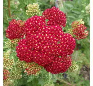 Деревій Millefolium Red Velvet Деревій Millefolium Red Velvet