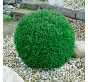 Туя Teddy (Тедді) у контейнері Туя Teddy (Тедді) у контейнері