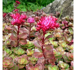 Седум помилковий (Очиток) Spurium Седум помилковий (Очиток) Spurium