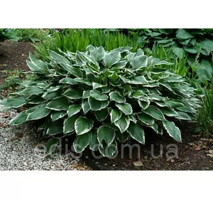 Хоста Francee (Франсі) корневище Хоста Francee (Франсі) корневище